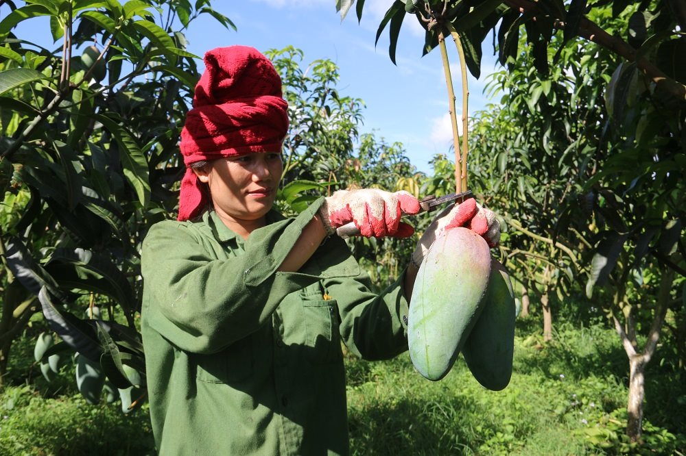 Exportations de mangues de Son La vers l’Australie